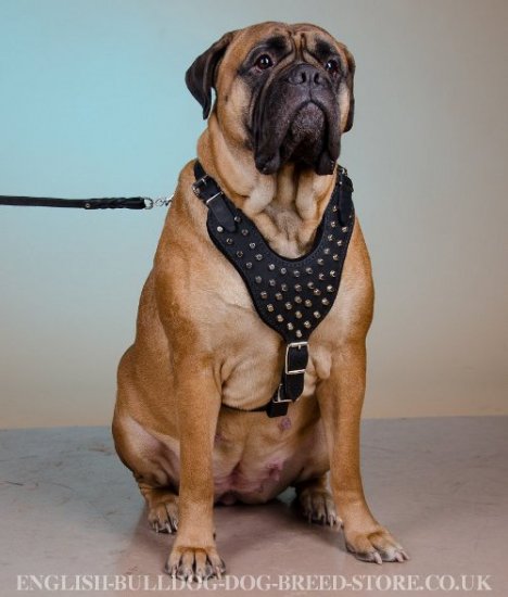 Cones Studded Leather Dog Harness for Bullmastiff Walks