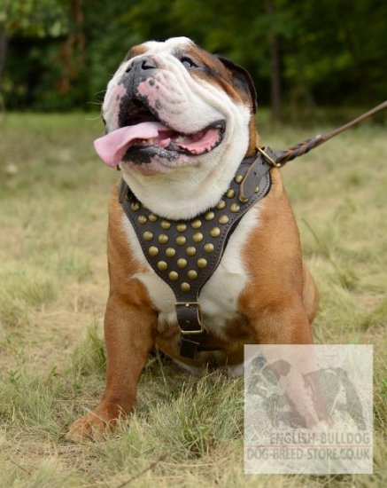 Leather Dog Harness for English Bulldog Walking, Bestseller!