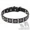 English Bulldog Collar of Leather with Silvery Plates and Studs