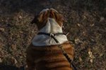 Rolled Leather Dog Choke Collar, English Bulldog Good Behavior