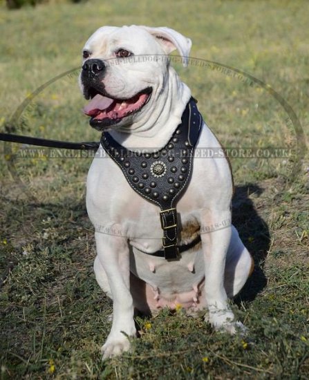 Luxury Leather Dog Harness Padded for American Bulldog