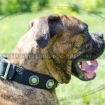Dog Collar for Boxer Walking and Training of Nylon with Conchos