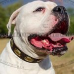 American Bulldog Dog Collar Retro Style with Oval Brass Plates
