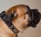 Bullmastiff Dog Collar Decorated with Nickel Studs and Plates