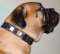 New Dog Collar for Bullmastiff, Massive Nickel Plated Design
