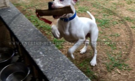 Jute Dog Bite Tug with Handle for Bulldog Puppy Grip Training
