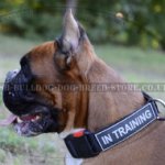 Training Collar for Boxer with Patches and Quick-Detach Buckle