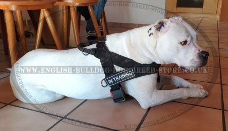 Nylon Dog Harness for American Bulldog Training and Working