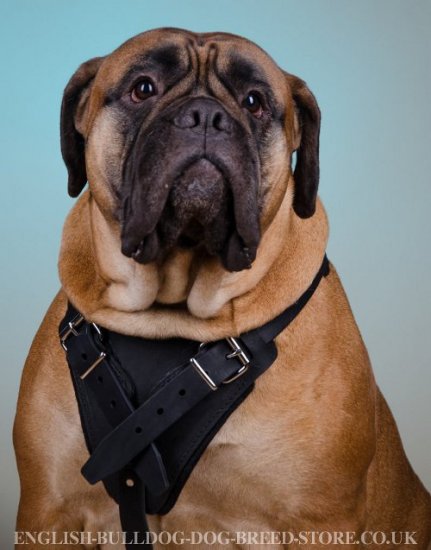 Bullmastiff Harness of Strong Leather for Training and Working