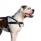 Leather Dog Harness for American Bulldog Pulling, Muscles Growth