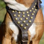 Best Walking Harness for Boxer Dog, Leather with Brass Studs