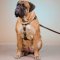 Bullmastiff Harness of Two-Ply Leather for Walking and Training