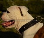 Wide Leather Dog Collar with Braids for American Bulldog