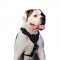 Spiked Leather Dog Harness for American Bulldog Walking in Style