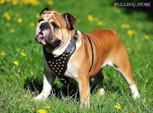 Leather Harness for English Bulldog