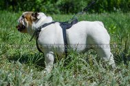 Padded Leather Dog Harness for English Bulldog Work and Training