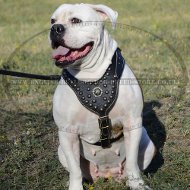 Padded Leather Dog Harness for English Bulldog