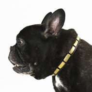 Best Puppy Collar UK