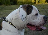 Fancy Dog Collar with Round Brass Studs for American Bulldog