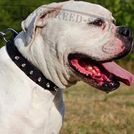 American Bulldog Collar Leather with One Row of Shiny Spikes