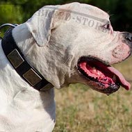 American Bulldog Collar of Leather with Massive Nickel Plates
