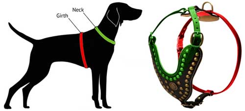 How to Measure Bulldog for Leather Harness