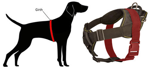 How to Measure Bulldog for Nylon Harness