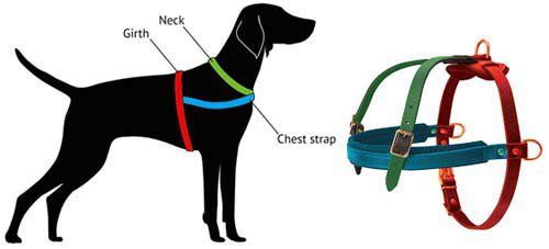 How to Measure Bulldog for Harness H5