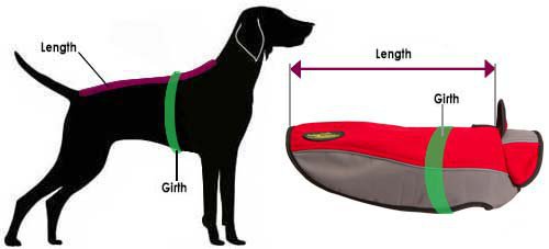 How to Measure Bulldog for Nylon Dog Coat