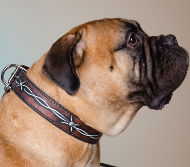 Bullmastiff Dog Collar with Barbed Wire Hand Painting on Leather