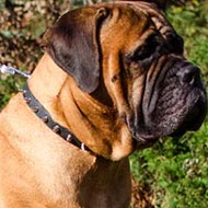 Bullmastiff Dog Collar of Thin Leather with Row of Spikes