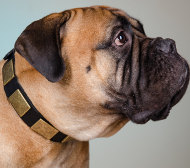 Bullmastiff Dog Collar of Fine Leather with Large Brass Plates
