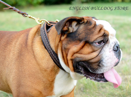 beautiful english bulldog in braided collar