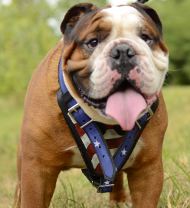 Unique Dog Harness with USA Flag Painting for English Bulldog