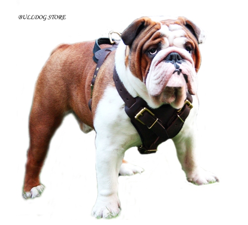 English Bulldog with Protective Leather Harness