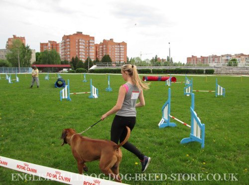 Agility Competitions for Dogs
