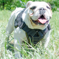 Nylon Dog Harness for American Bulldog