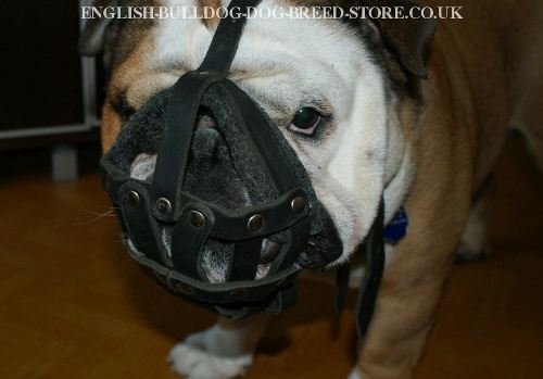 Leather Dog Muzzle for Sale