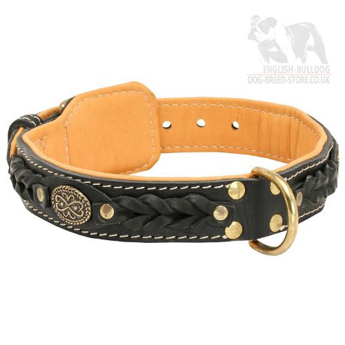 Leather Dog Collar for Old Victorian Bulldog