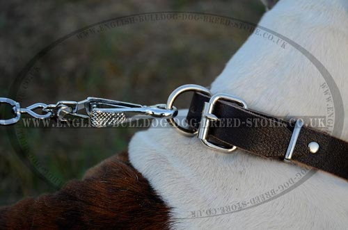 American Bulldog Leather Collar