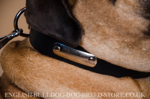Bullmastiff Dog Collar UK with Name Plate