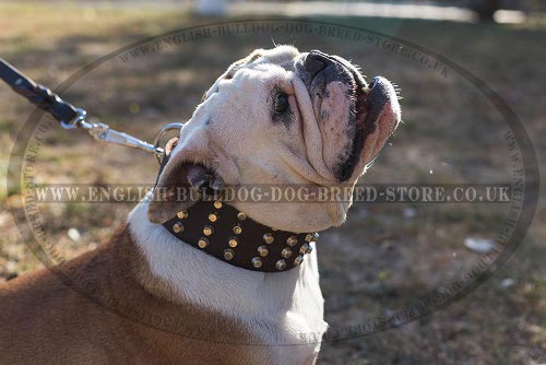 Collar for English Bulldog