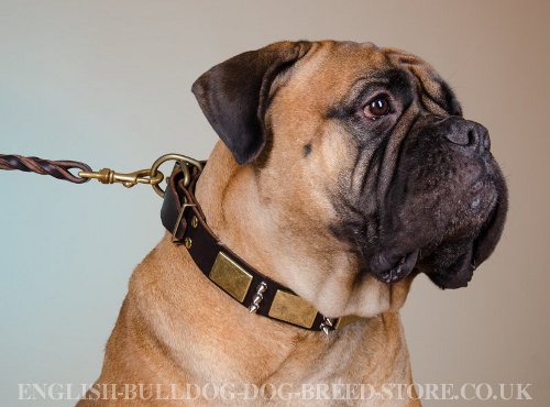 Bullmastiff Collar UK with Spikes and Plates