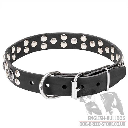 English Bulldog Collar for Sale