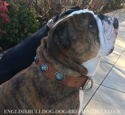English Bulldog Collars for Sale