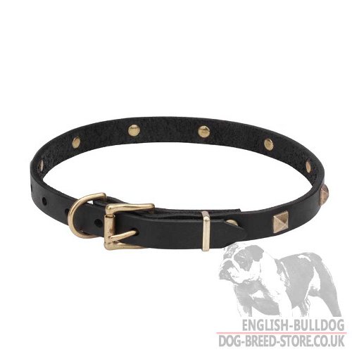 New Dog Collar for Bulldog