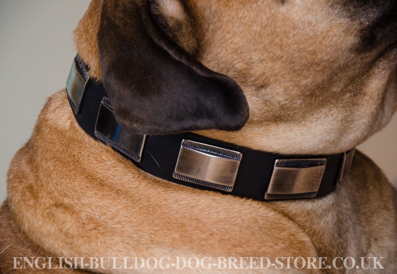 New Dog Collar for Bullmastiff - £40.00