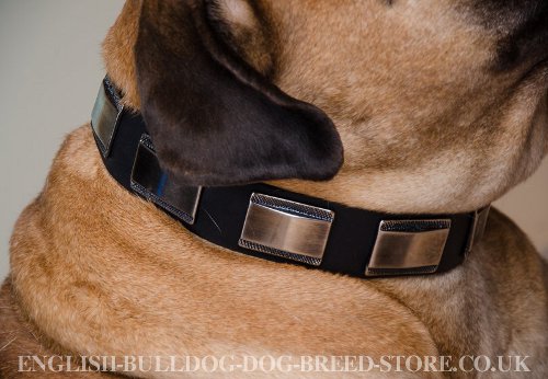 Leather Dog Collar for Bullmastiff UK