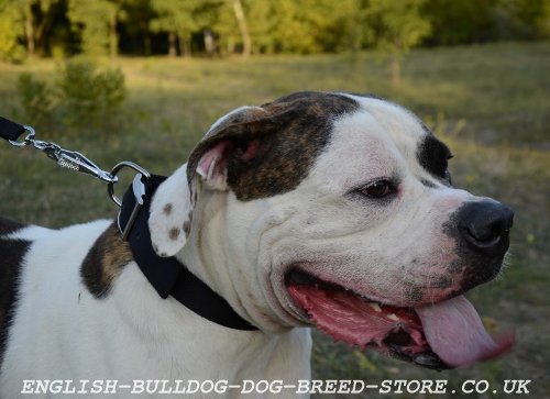 Nylon Dog Collar for American Bulldog