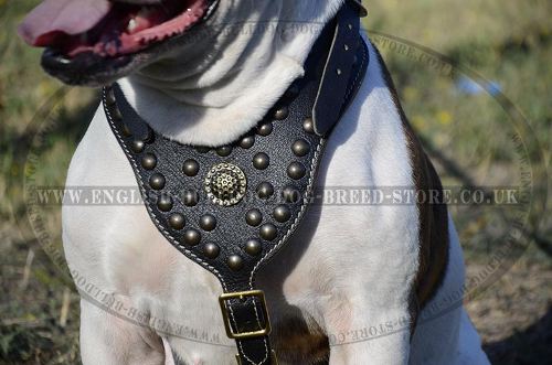 Dog Harness
Designer Luxury